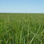 Campo de capim Mombaça verde e exuberante sob o sol.