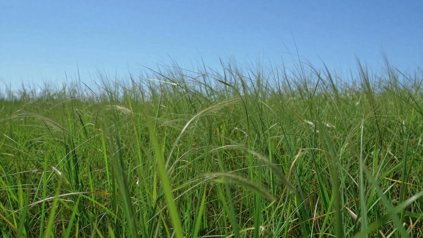 Campo de capim Massai verde e exuberante.