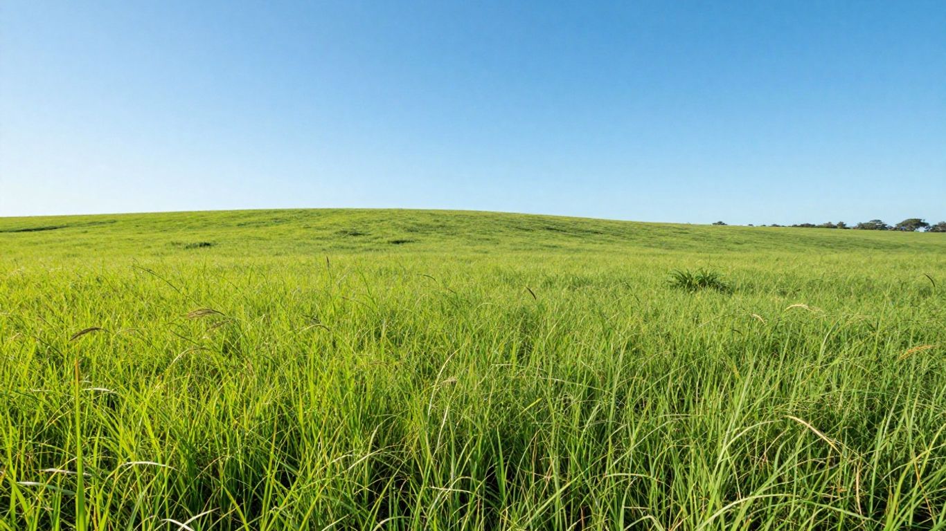 Campo de Brachiaria Piatã verdejante no Maranhão.
