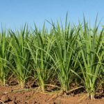 Campo verde de Brachiaria Piatã sob o sol.
