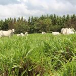 pastagem de braquiarão Marandu formada e manejada